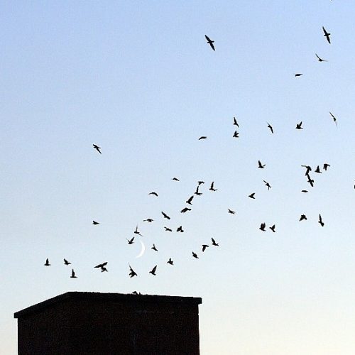 Martinets_ramoneur_2-500x500