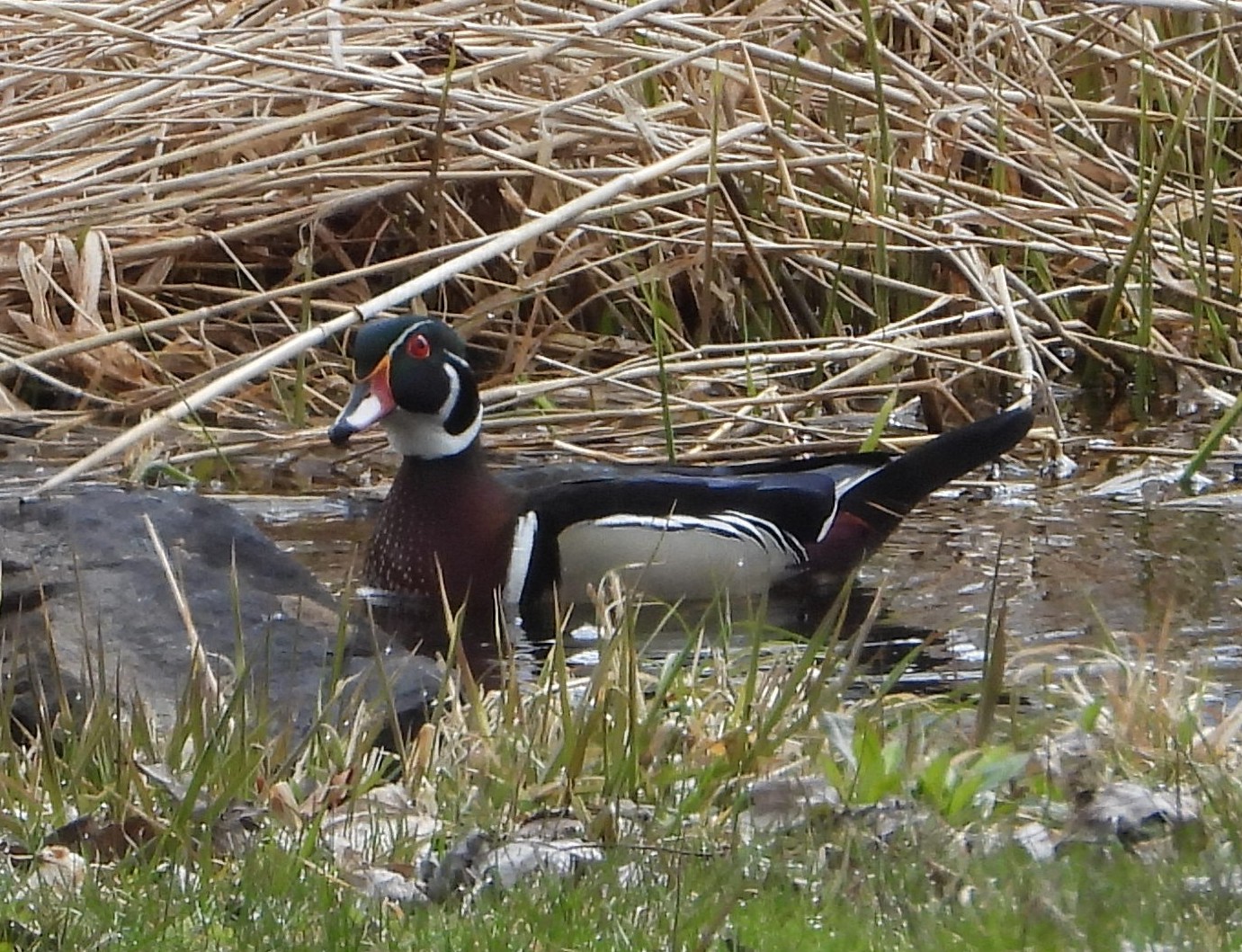 Canard branchuSP