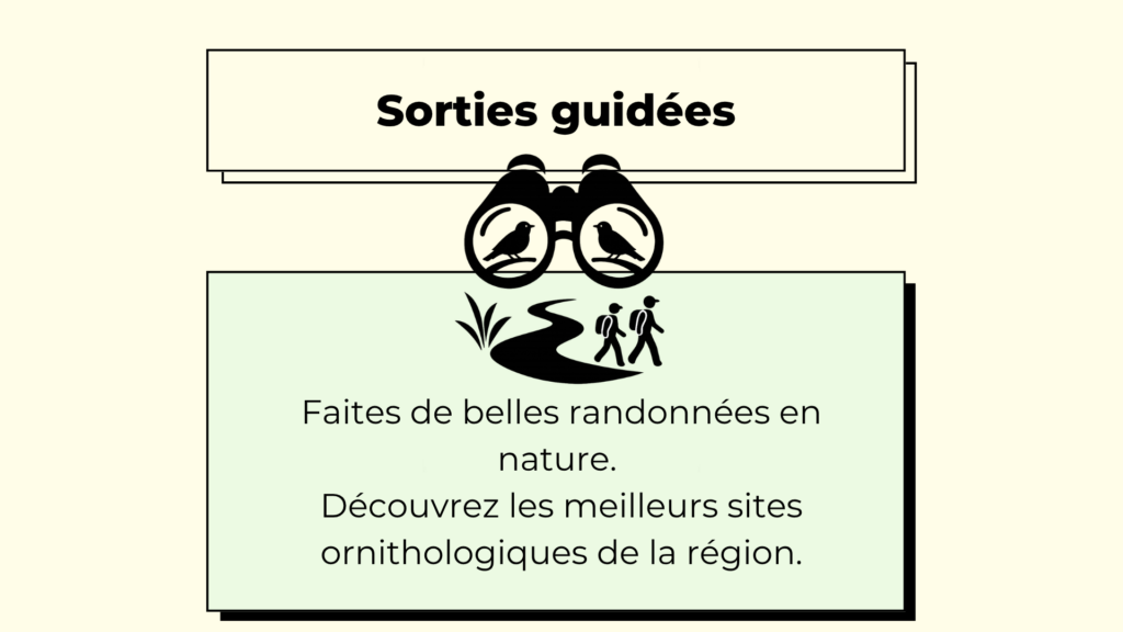 Sorties guidées1