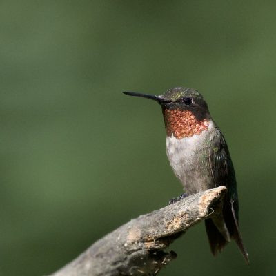 Colibri à gorge rubis